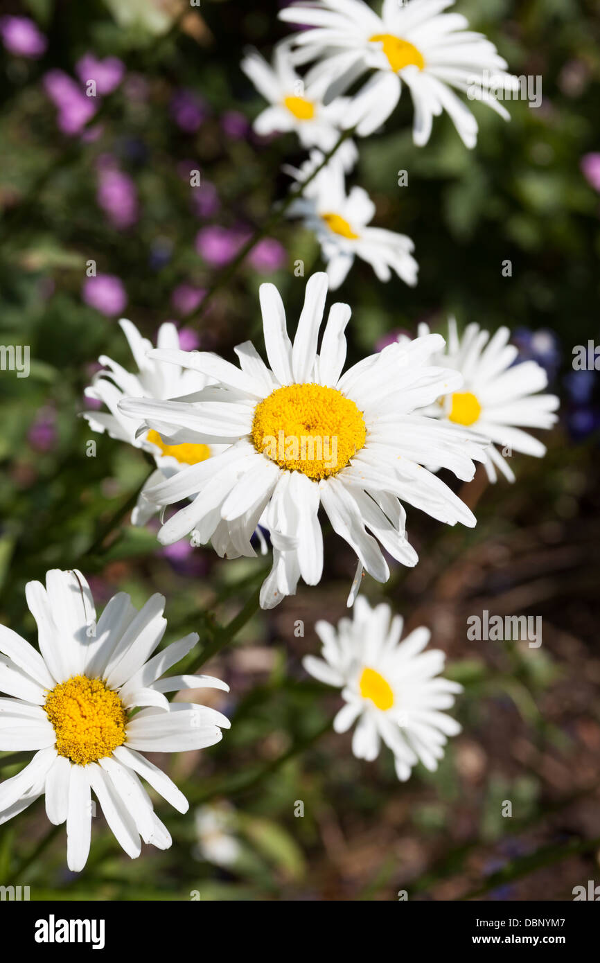 Marguerite, Leucanthemum x superbum, famille des Astéracées, sont robustes  plantes vivaces avec les fleurs ressemblant à des marguerites Photo Stock -  Alamy
