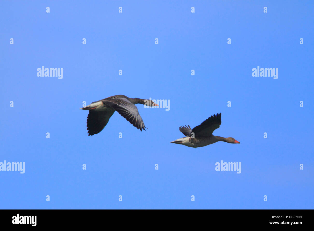 Oiseaux en vol Banque D'Images
