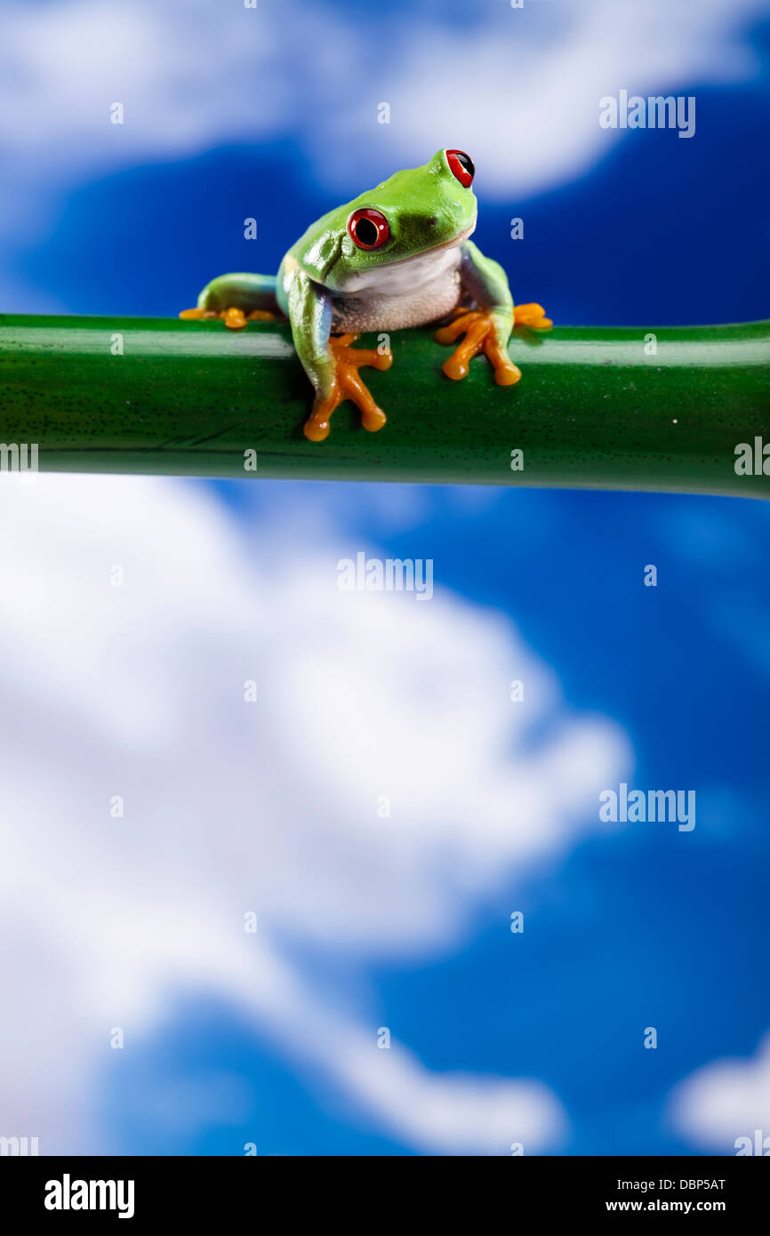 Red eyed green tree frog Banque D'Images Red eyed green tree frog Banque D'Images
