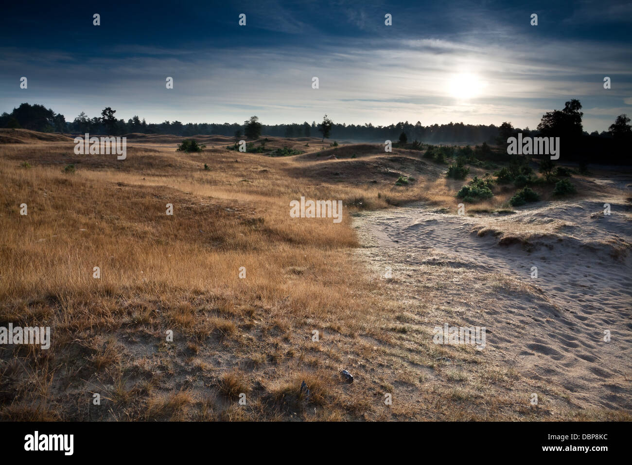 L'été chaud le lever du soleil sur les dunes et les collines, Drenthe, Pays-Bas Banque D'Images
