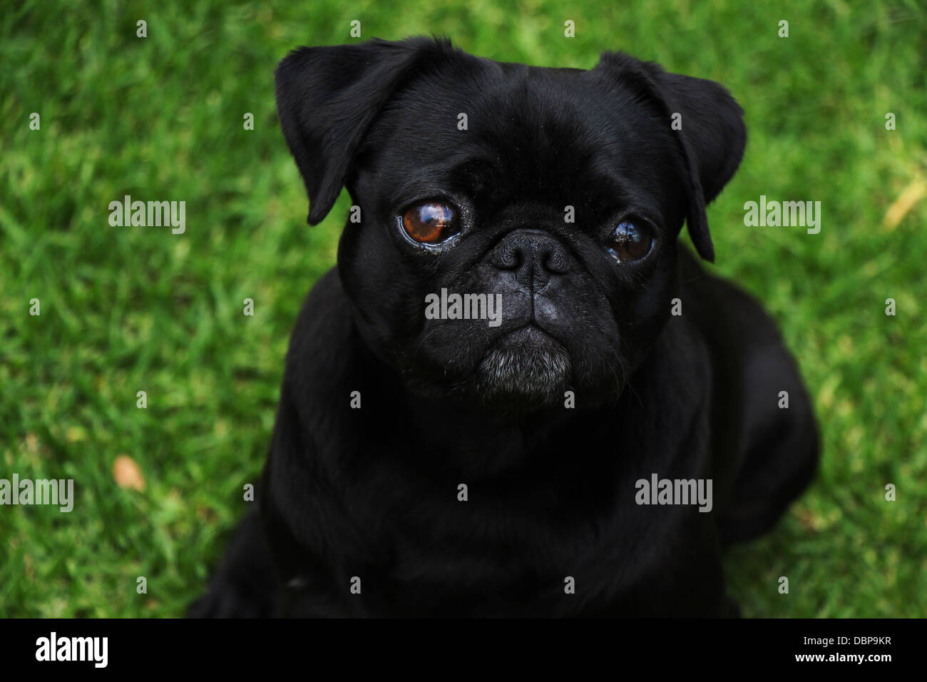 Adorable pug noir à l'extérieur avec un fond d'herbe verte Banque D'Images