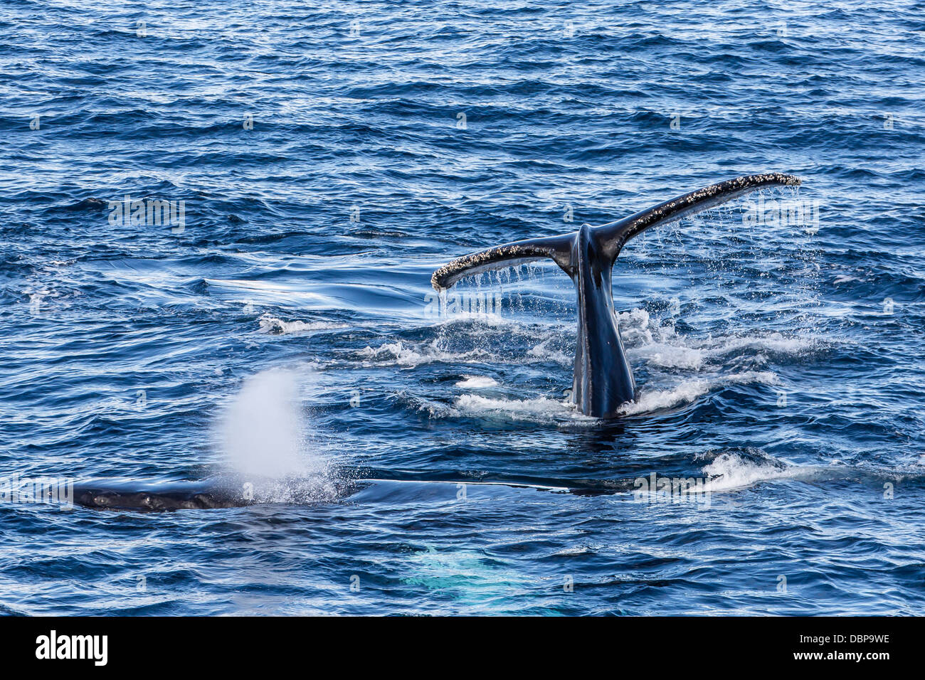 Des profils des baleines à bosse (Megaptera novaeangliae), Baie Dallmann, Antarctique, Sud de l'océan, les régions polaires Banque D'Images