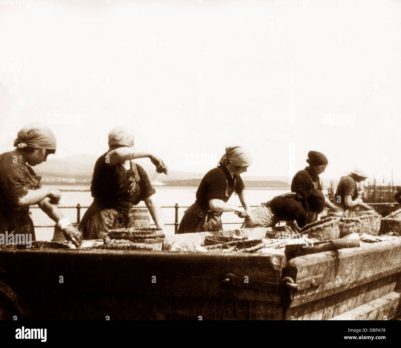 Menton l'éviscération de l'île de Man au début des années 1900, le hareng Banque D'Images
