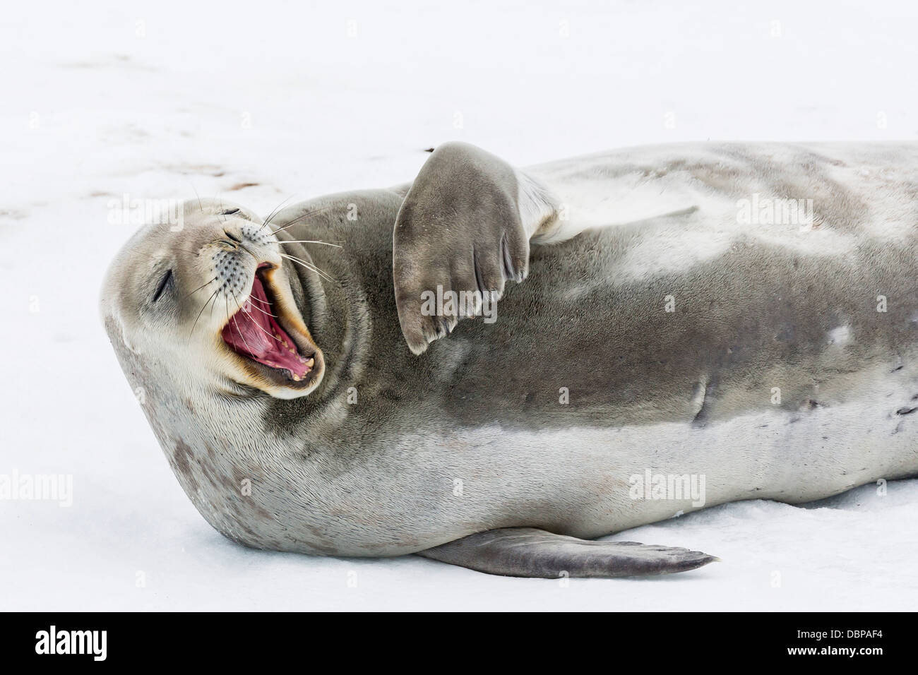 Phoque de Weddell (Leptonychotes weddellii) sur glace à Snow Island, Îles Shetland du Sud, l'Antarctique, océan du Sud Banque D'Images