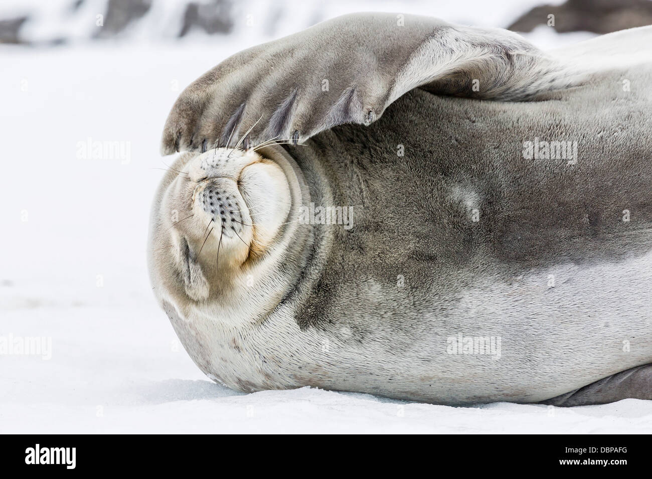 Phoque de Weddell (Leptonychotes weddellii) sur glace à Snow Island, Îles Shetland du Sud, l'Antarctique, océan du Sud Banque D'Images