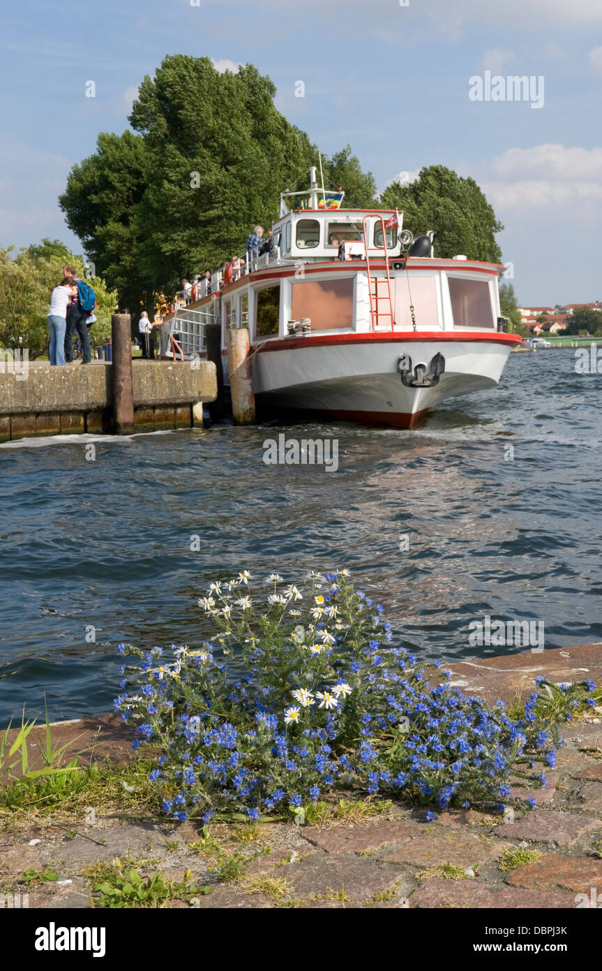 Fleurs sauvages poussant sur le quai, Waren Müritz, Berlin, Germany, Banque D'Images