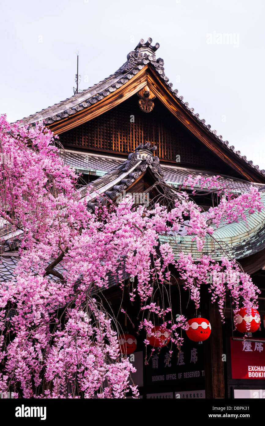 Cherry Blossom tree dans le quartier de Geisha Gion, Kyoto, Japon, Asie Banque D'Images