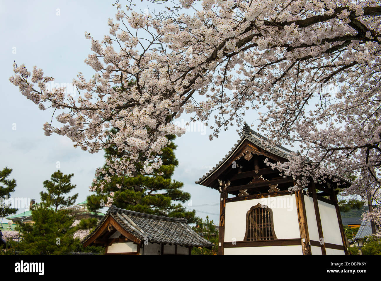 Lieu de culte sous les cerisiers en fleurs dans le quartier de Geisha Gion, Kyoto, Japon, Asie Banque D'Images