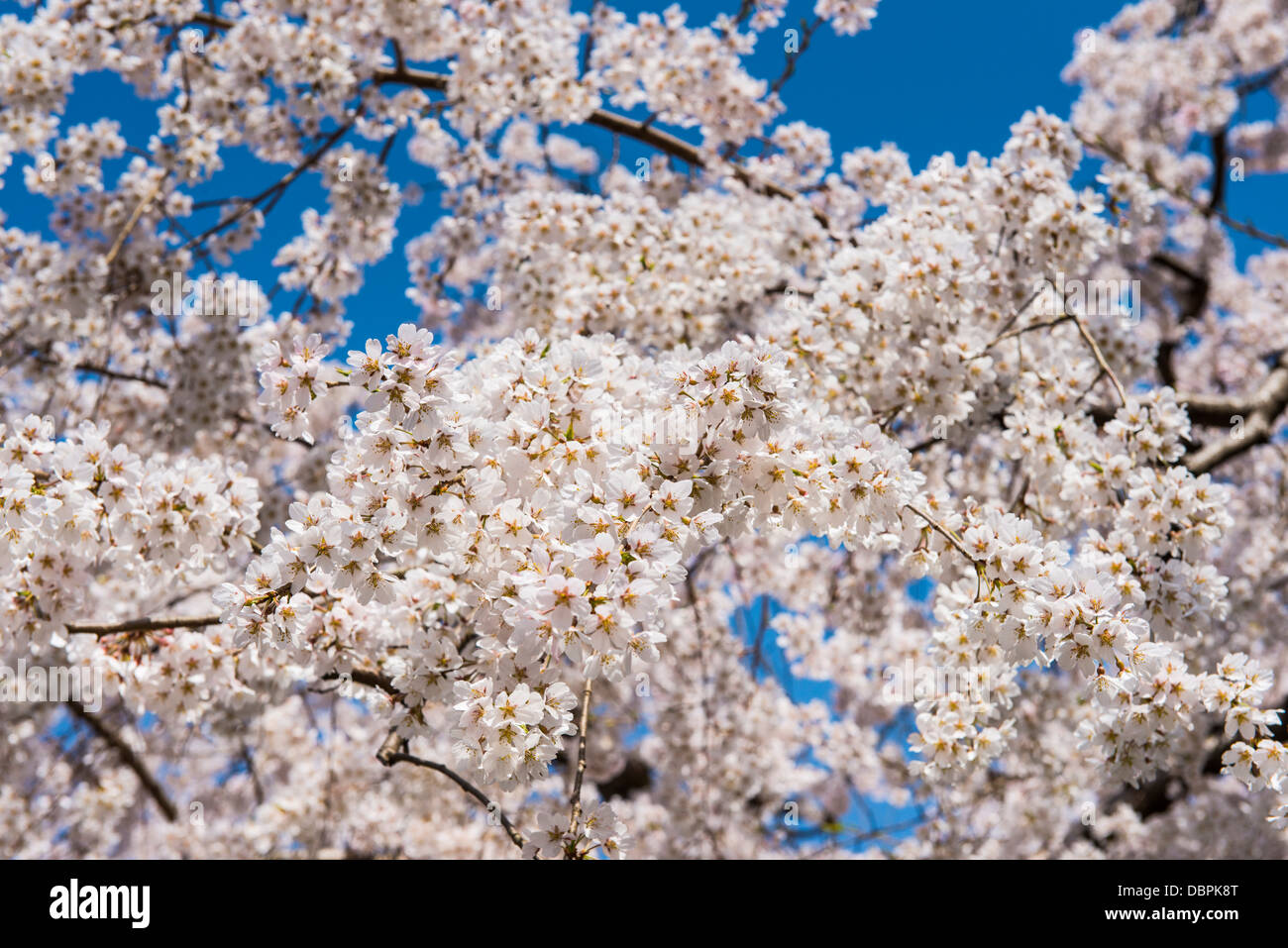 Fleur de cerisier dans le parc Maruyama-Koen, Kyoto, Japon, Asie Banque D'Images