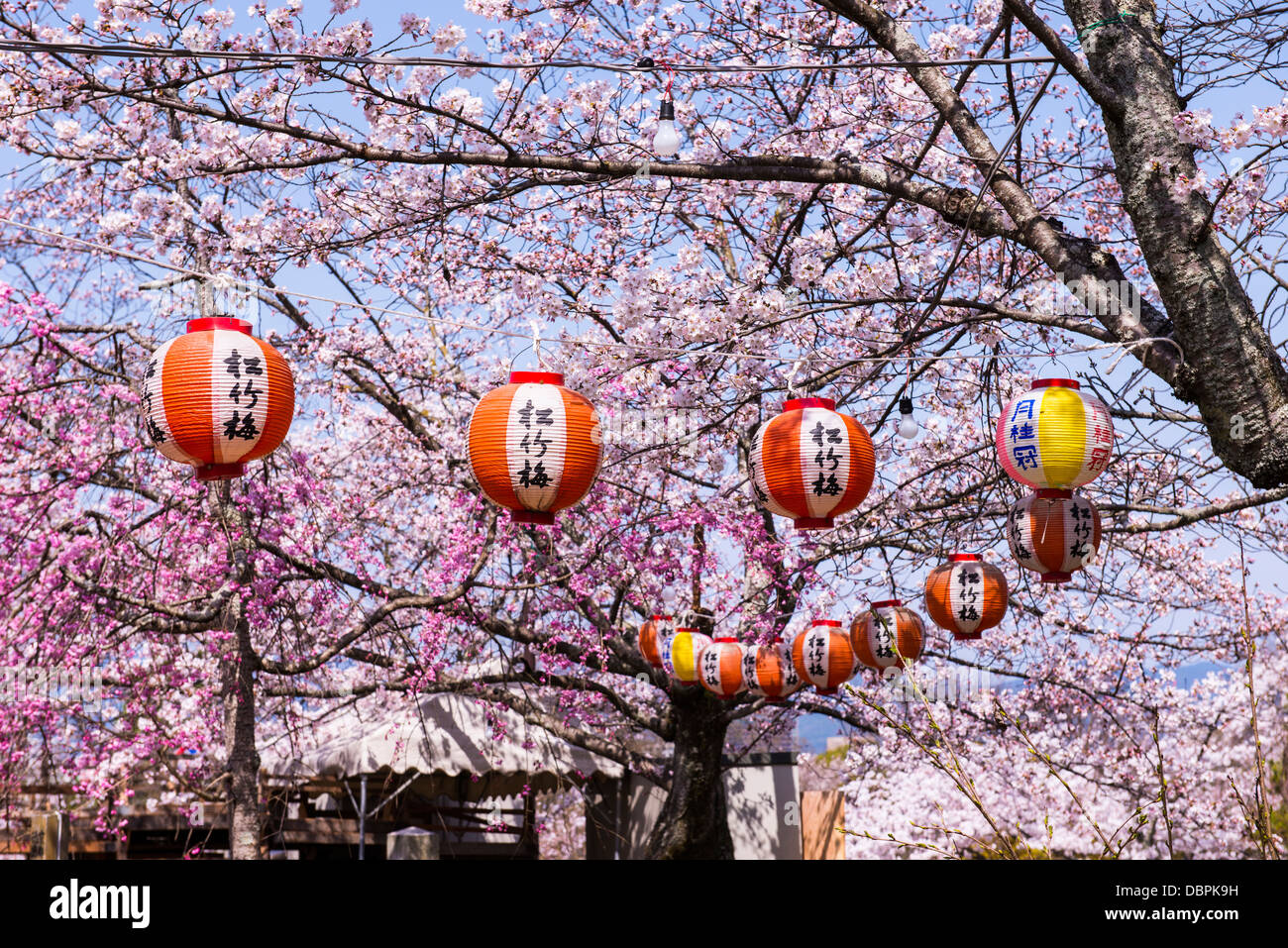 Fleur de cerisier dans le parc Maruyama-Koen, Unesco world heritage sight Kyoto, Japon Banque D'Images