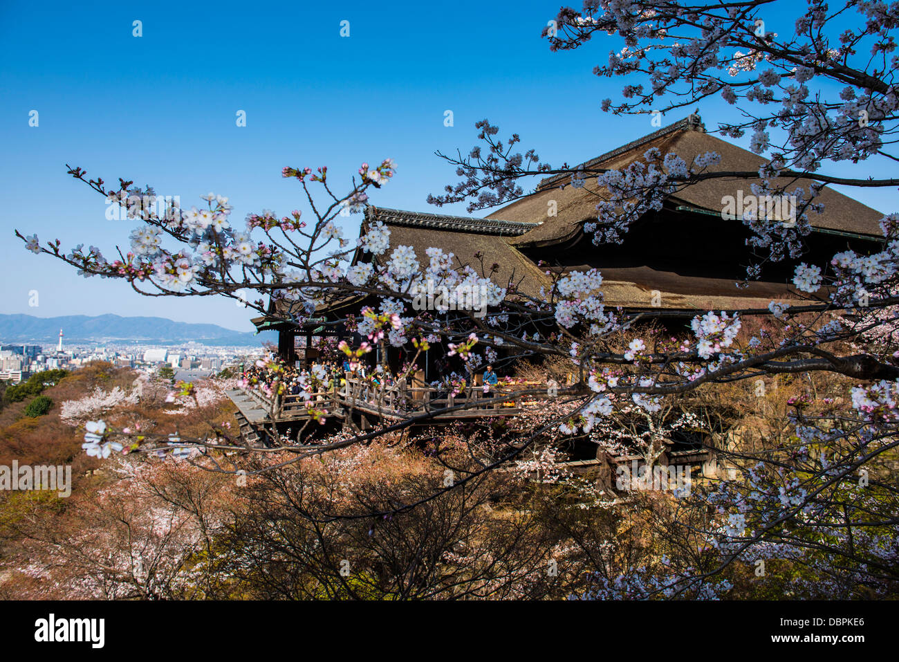 Fleur de cerisier dans le Temple Kiyomizu-dera, UNESCO World Heritage Site, Kyoto, Japon, Asie Banque D'Images