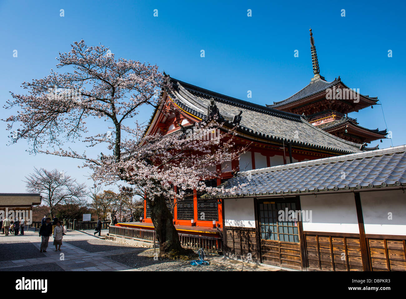 Fleur de cerisier dans le Temple Kiyomizu-dera, UNESCO World Heritage Site, Kyoto, Japon, Asie Banque D'Images
