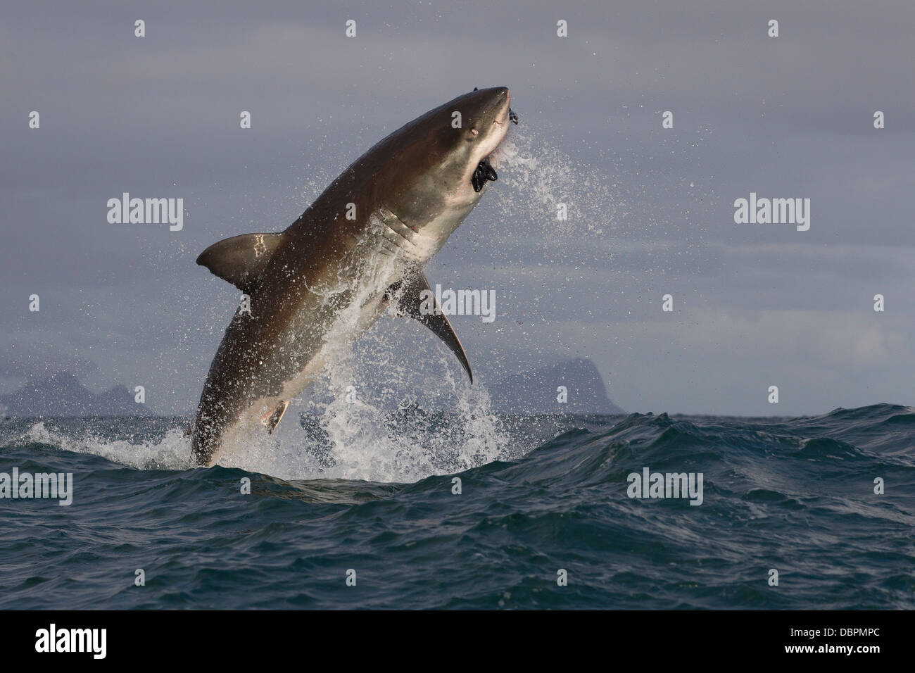 Grand requin blanc (Carcharodon carcharias), Seal Island, False Bay, Simonstown, Western Cape, Afrique du Sud, l'Afrique Banque D'Images
