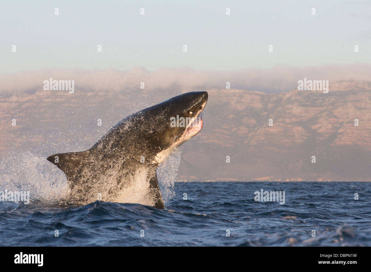 Grand requin blanc (Carcharodon carcharias), Seal Island, False Bay, Simonstown, Western Cape, Afrique du Sud, l'Afrique Banque D'Images