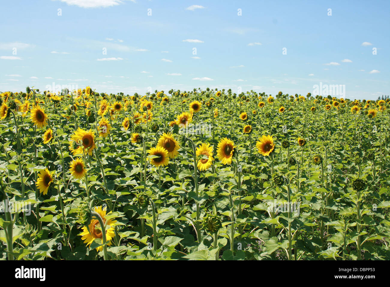 La plante de tournesol dans un champ les agriculteurs à Altona, Manitoba, Canada Banque D'Images