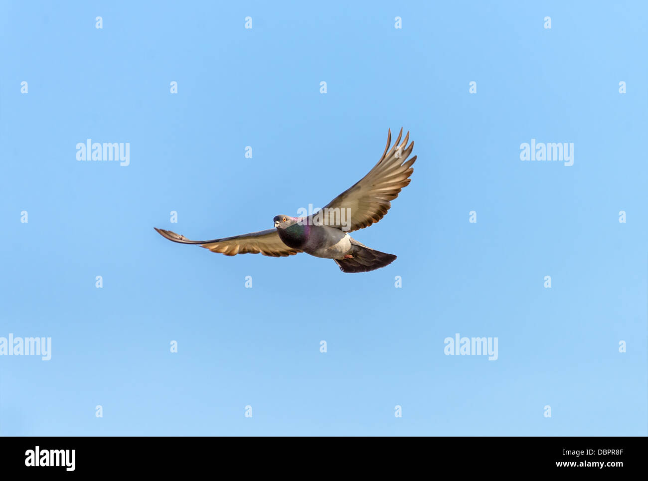 Pigeon dans l'arrière-plan de vol sur le ciel bleu Banque D'Images