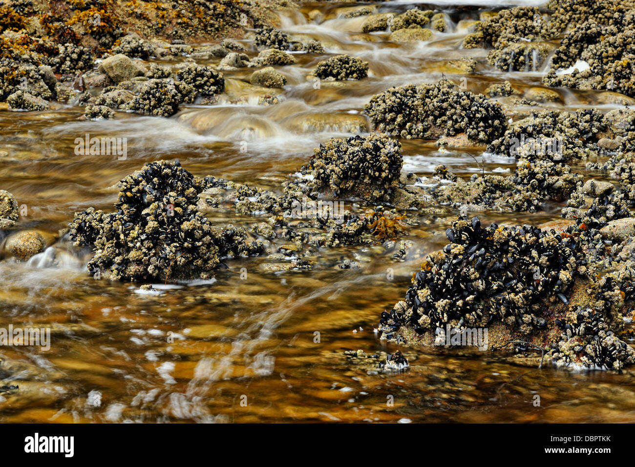 Chute d'eau du saumon de se jeter dans l'anse d'Equinox Queen Charlotte Islands Haida Gwaii Haanas Gwaii NP British Columbia Canada Banque D'Images