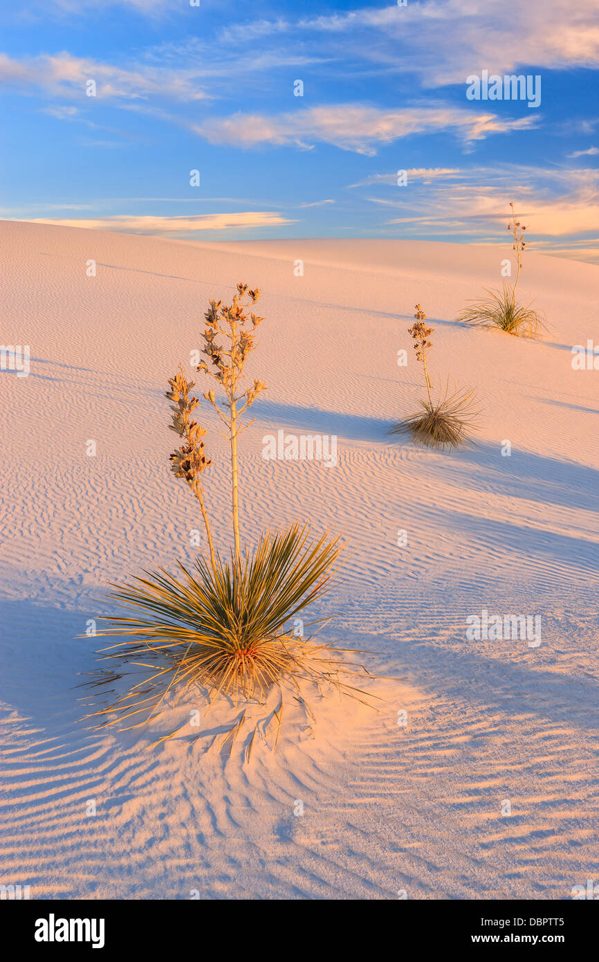 White Sands National Monument, près de Alamagordo, Nouveau Mexique, partie de la désert de Chihuahuan. Banque D'Images