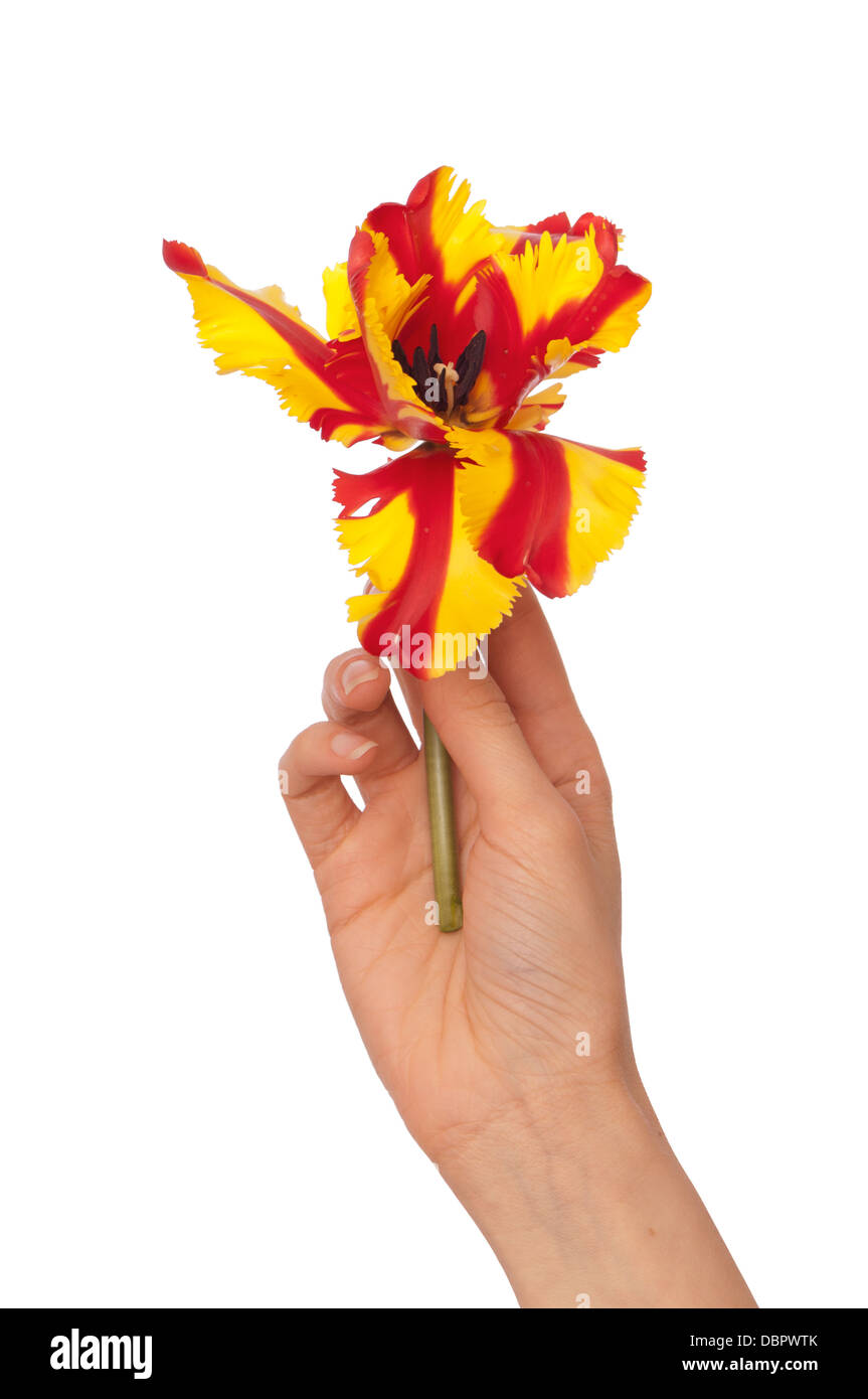 tulipes colorées Banque D'Images
