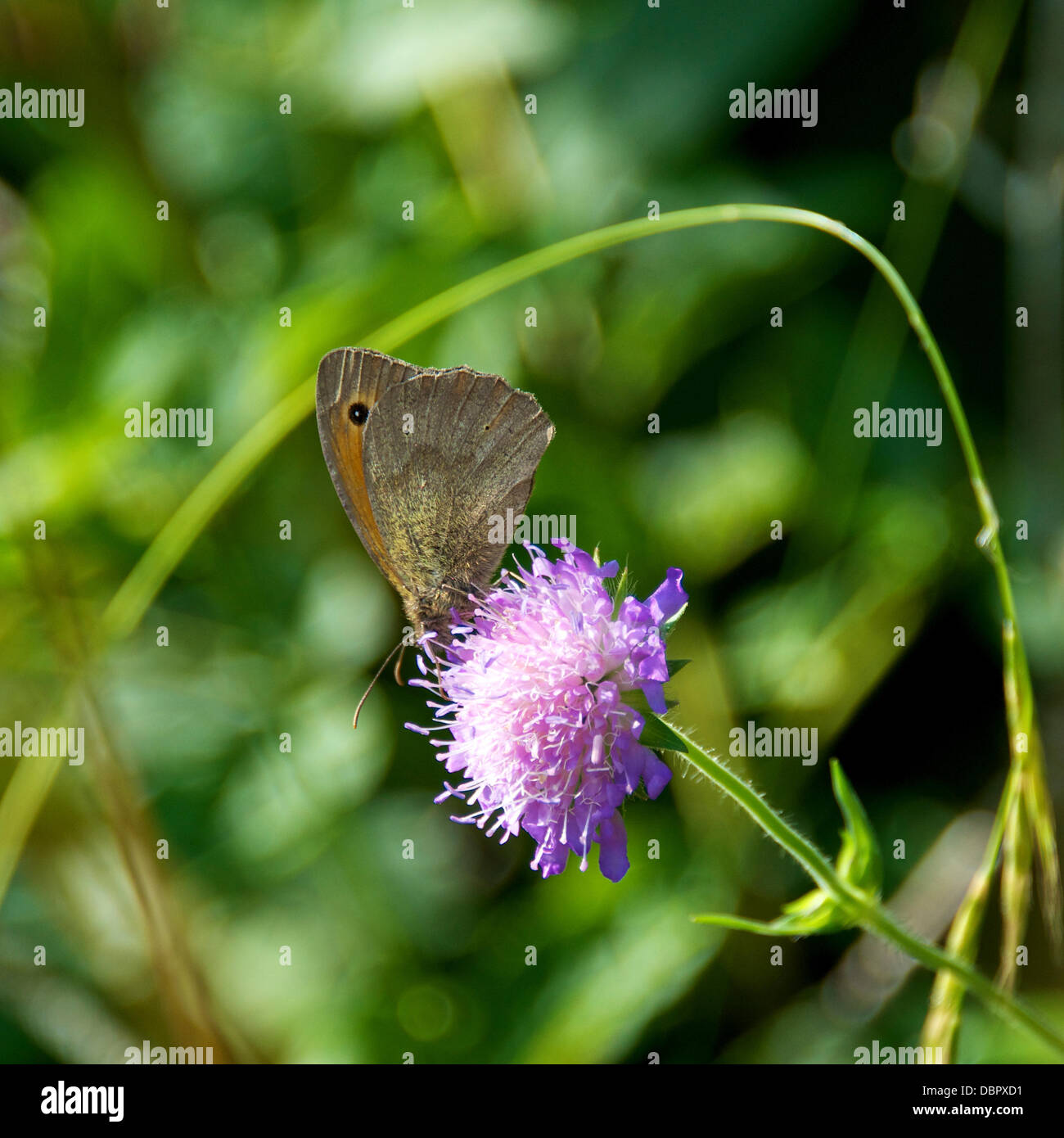 Reigate, Surrey, UK. 2 août 2013. Une prairie Brown Butterfly repose sur un champ de fleurs sauvages Scabious en prairie dans les North Downs à Reigate, Surrey vendredi 2 août 2013. Crédit : Photo de l'agent de Lindsay /Alamy Live News Banque D'Images
