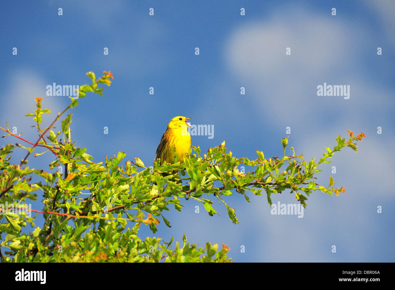 Bruant jaune Banque D'Images