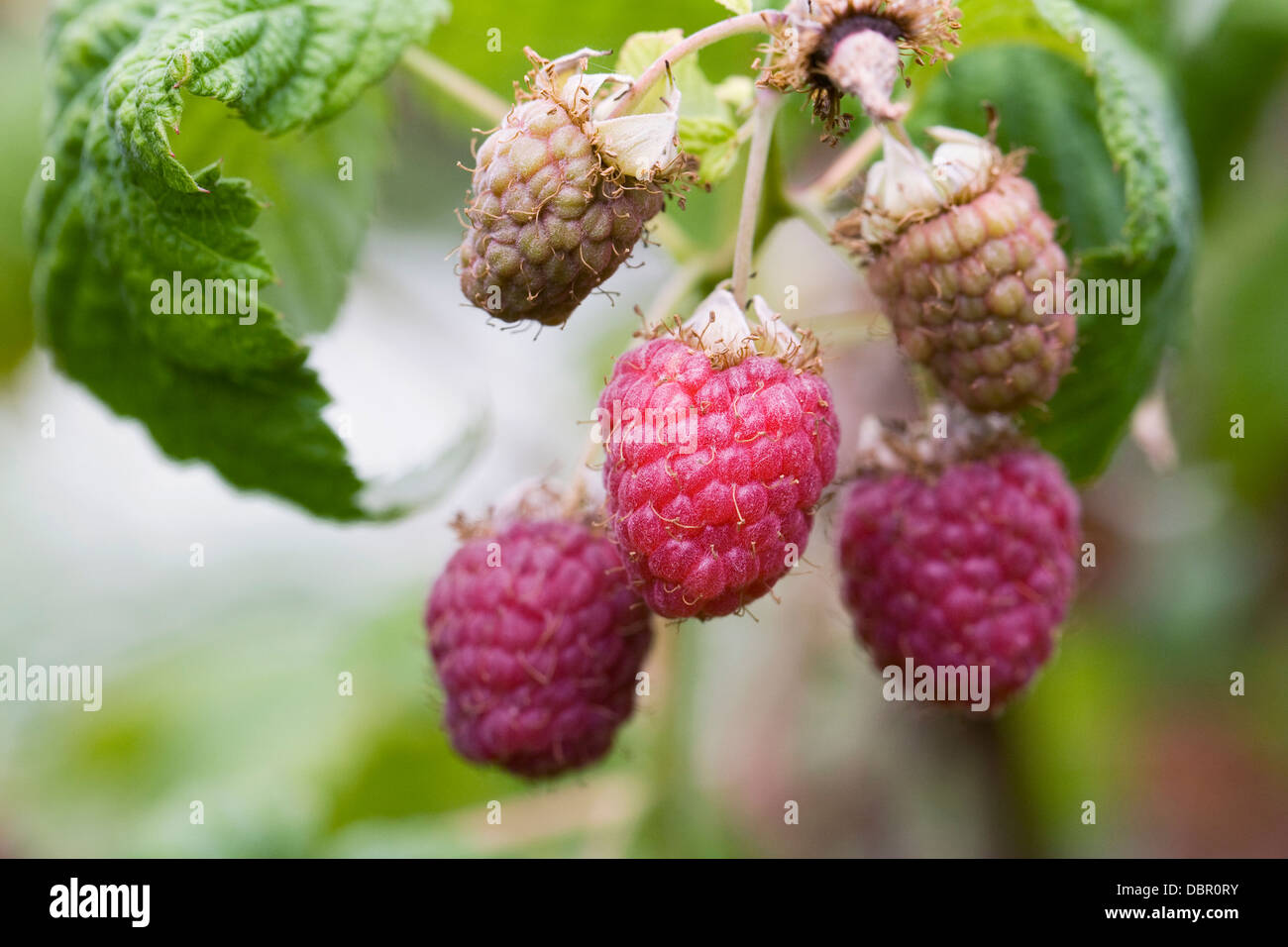Les Rubus. Le framboisier 'Malling Jewel' poussant dans un jardin de fruits. Banque D'Images