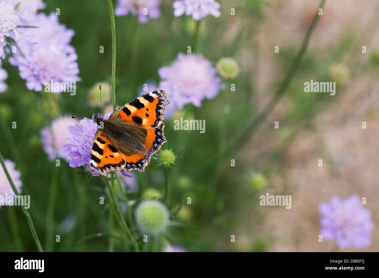 Aglais urticae. Les petites écailles de papillon sur scabious flower. Banque D'Images
