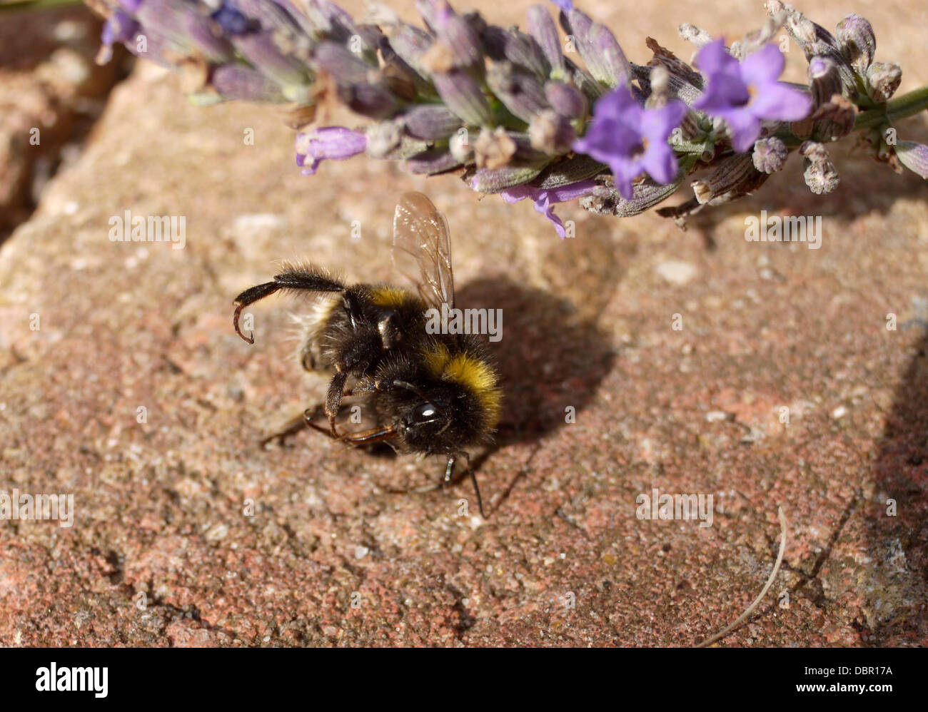 Exeter, Royaume-Uni. 2 Août, 2013. De bourdons morts dans un jardin intérieur Exeter, UK, préoccupation constante à propos de mortalité des abeilles contre les maladies parasitaires et les pesticides. Crédit : Anthony Collins/Alamy Live News Banque D'Images