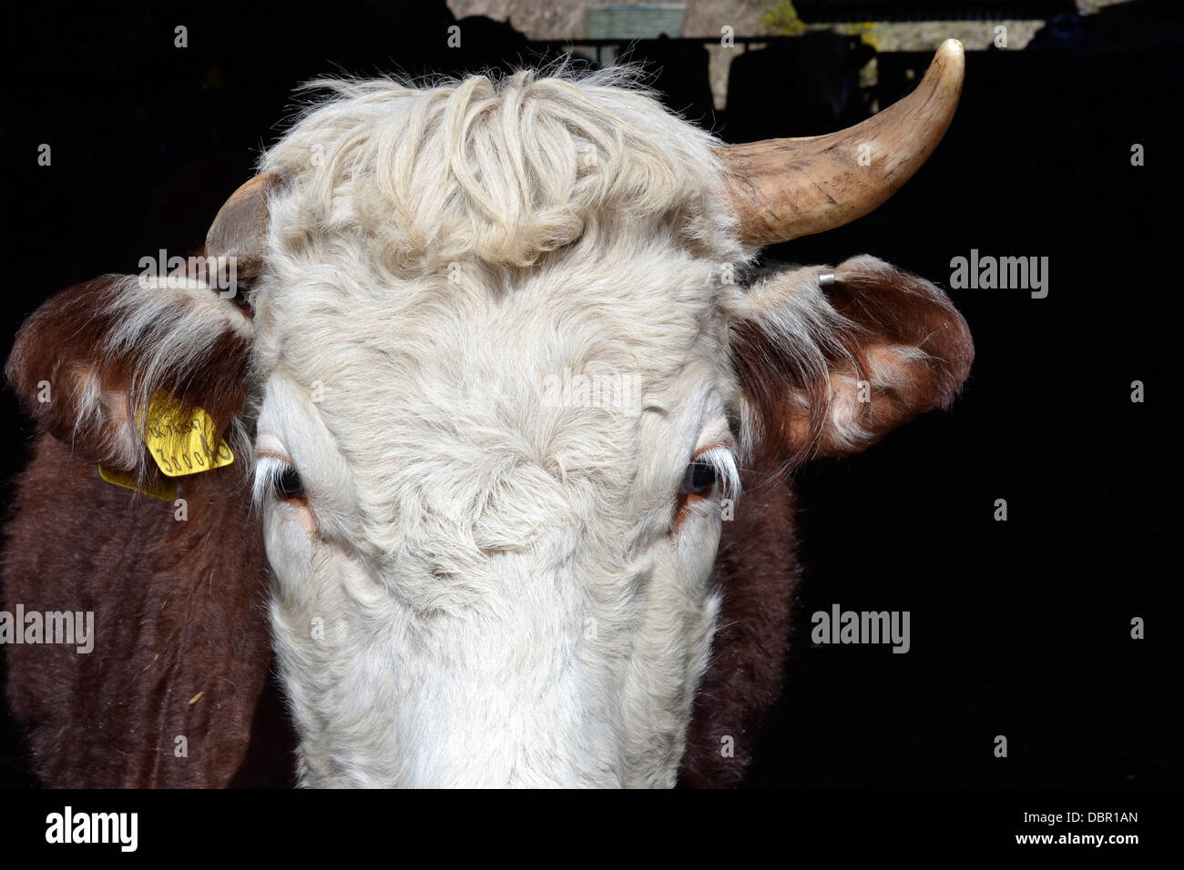 Une vache à partir de l'habitacle par un beau jour. Banque D'Images