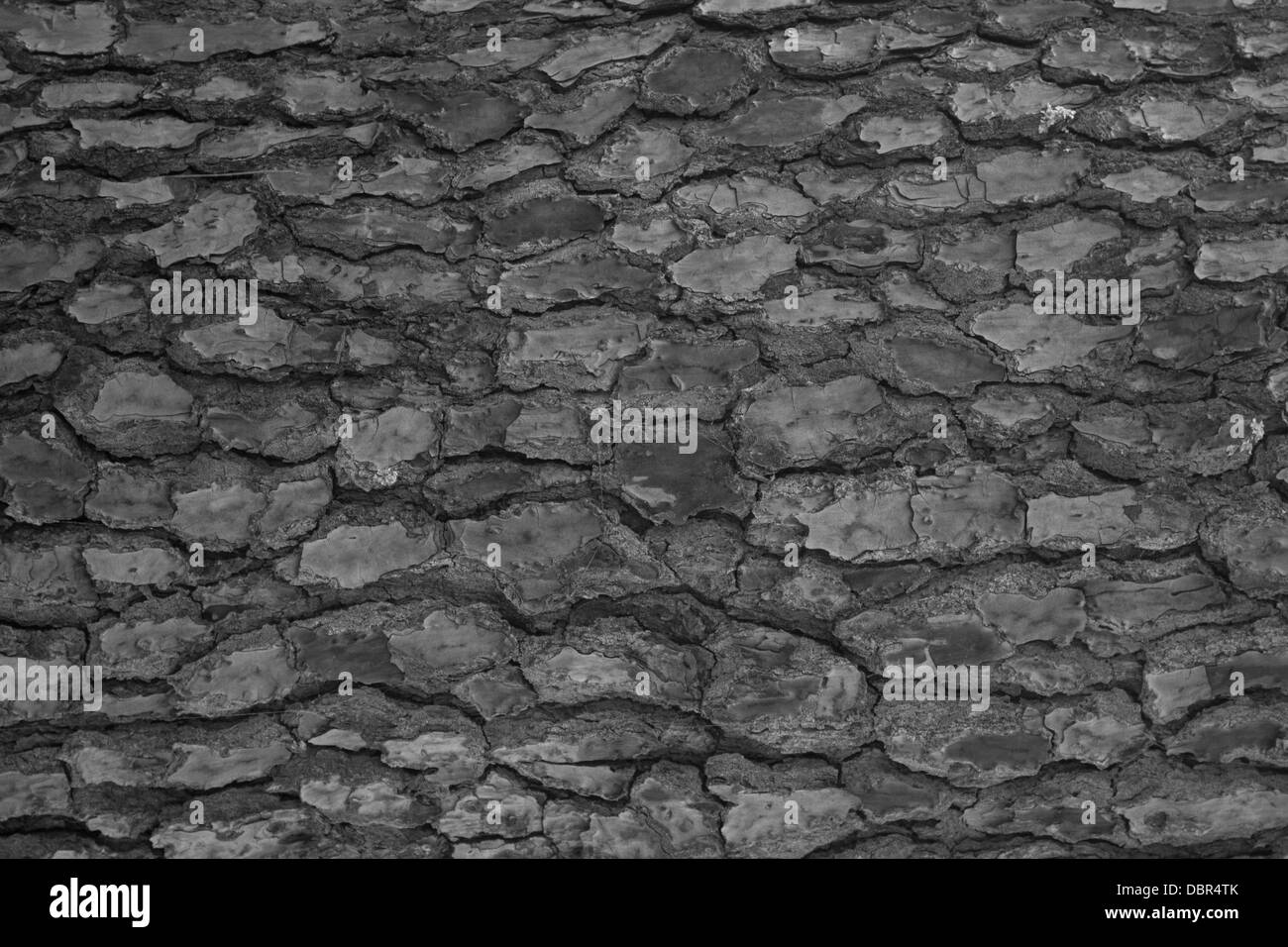 La texture, l'arbre de pin noir et blanc Banque D'Images