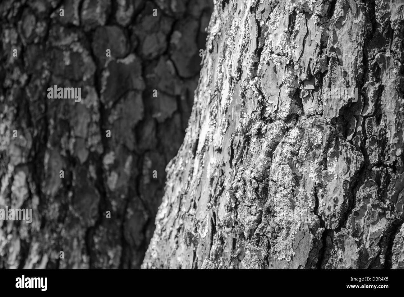 La texture, l'arbre de pin noir et blanc Banque D'Images