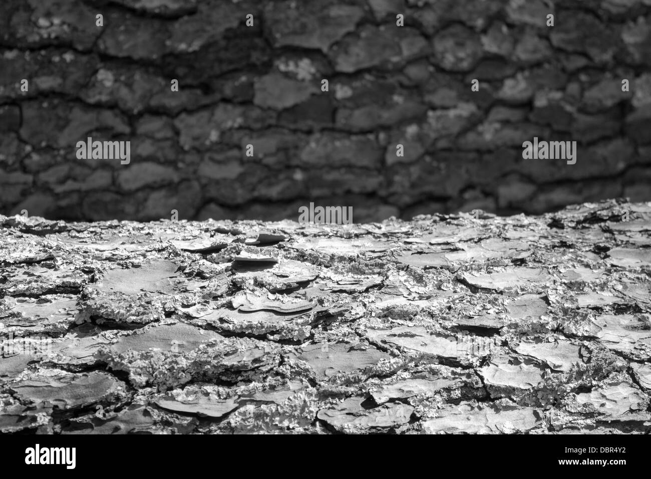 La texture, l'arbre de pin noir et blanc Banque D'Images