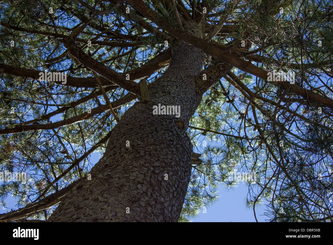 Au cours de l'automne de l'arbre de pin Banque D'Images