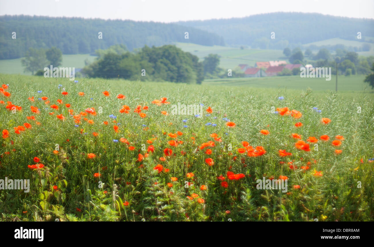 Des coquelicots sauvages fleurissent dans le domaine Papaver coquelicot Banque D'Images