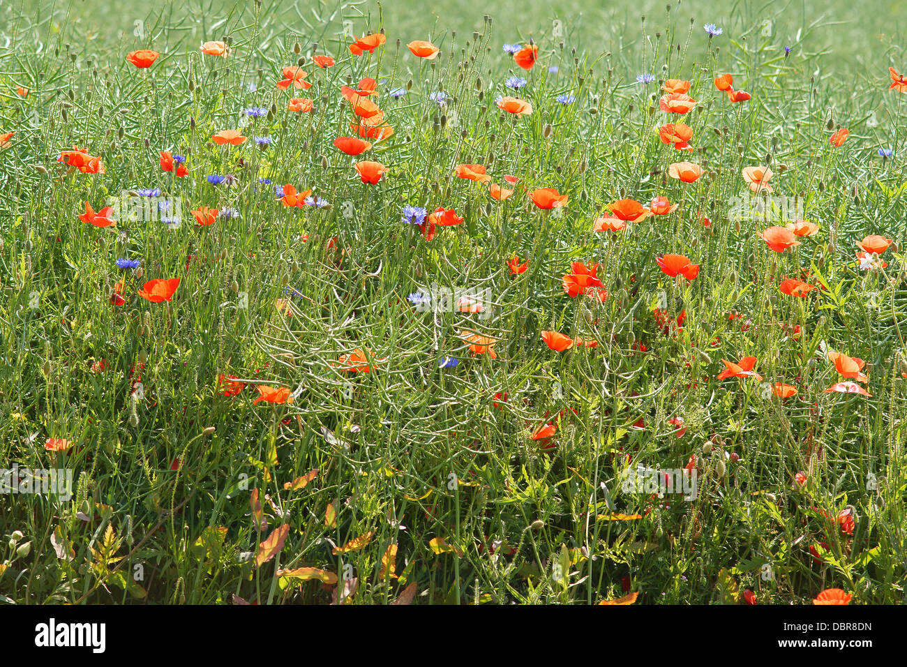 Des coquelicots sauvages fleurissent dans le domaine Papaver coquelicot Banque D'Images