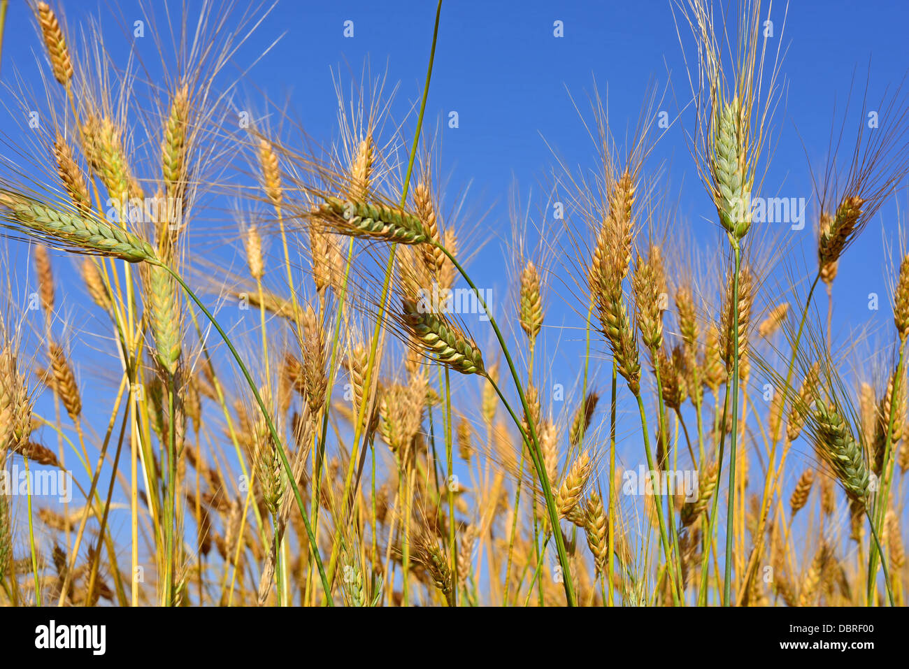 Des épis de blé et un ciel bleu Photo Stock - Alamy