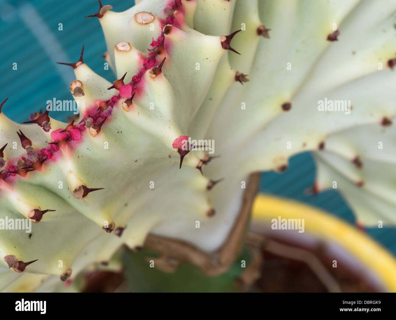 Détail d'Euphorbia lactea cristata - Vue de dessus. Banque D'Images