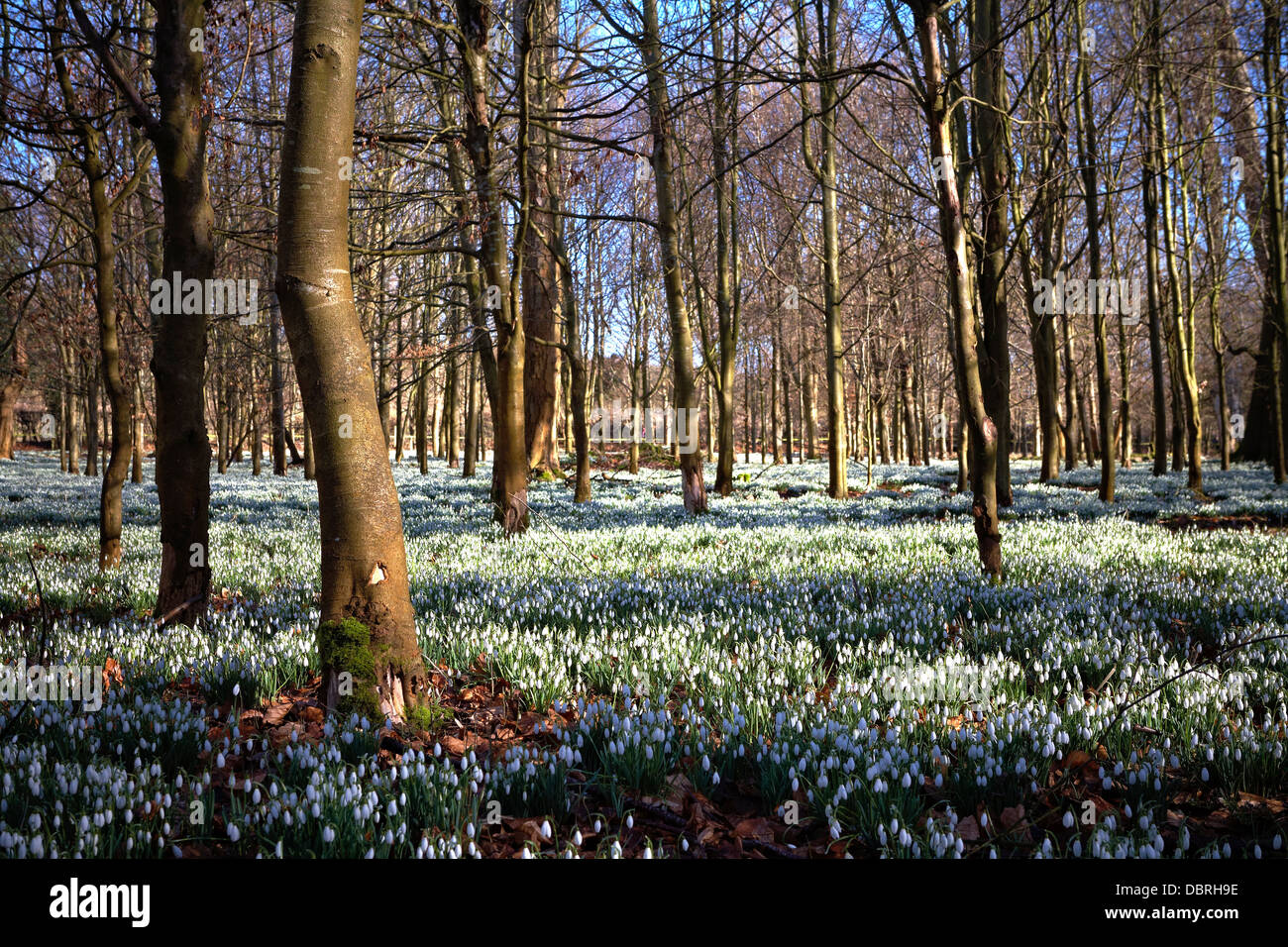 Welford Park près de Newbury est ouvert chaque année pour cet affichage étonnant des perce-neige. Banque D'Images