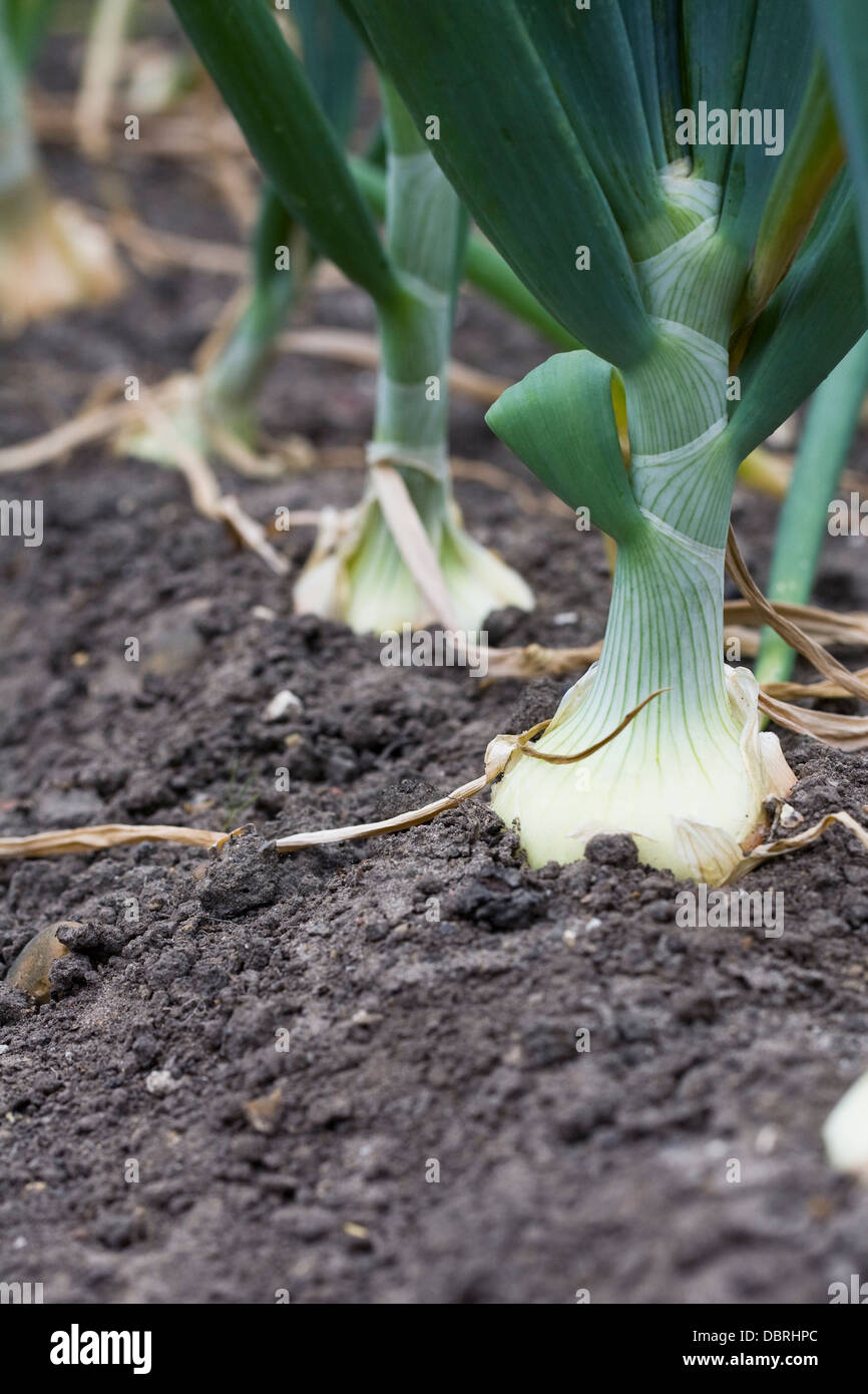 L'Allium cepa. 'Oignon' Hytech poussant dans un jardin potager. Banque D'Images