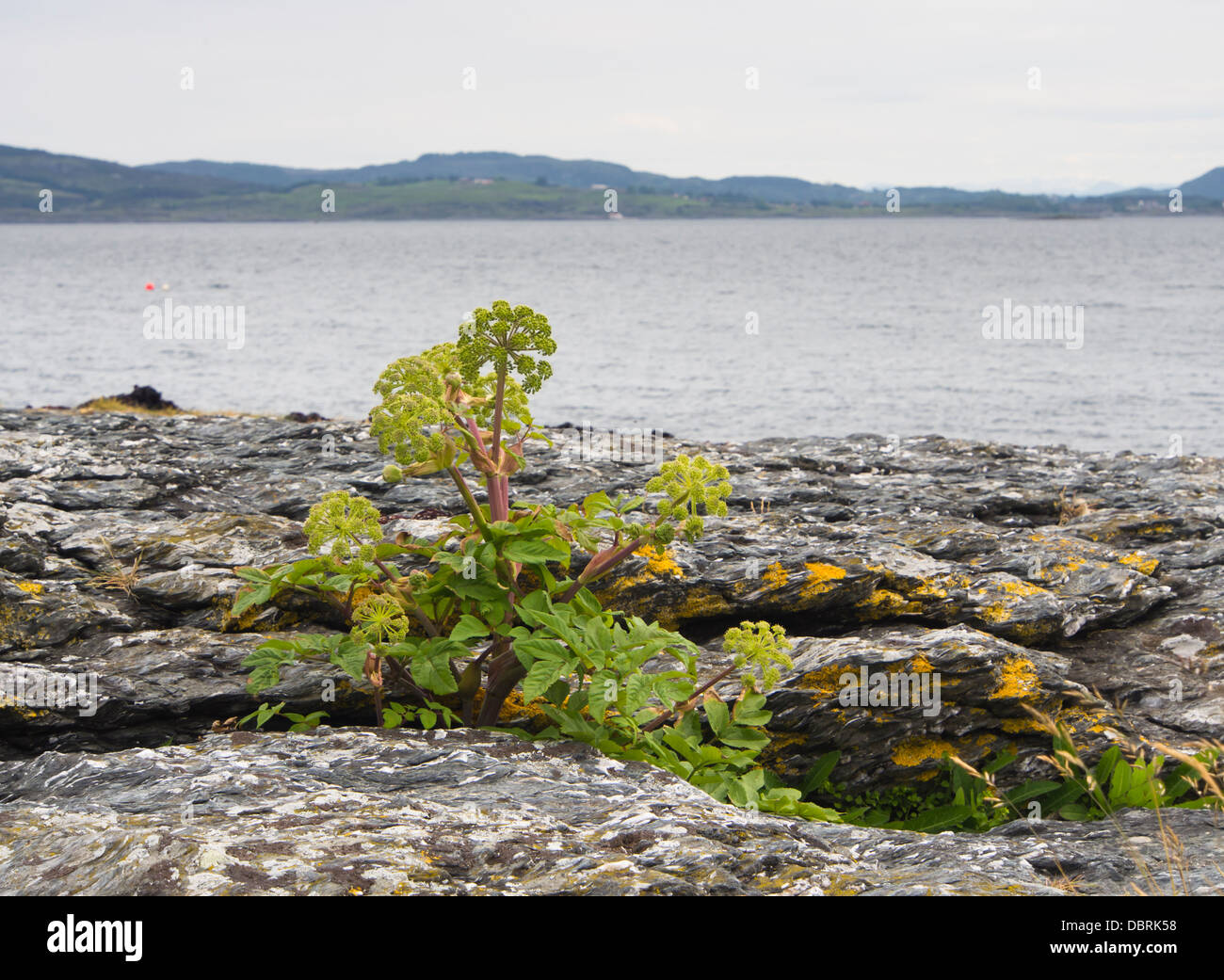 Angelica archangelica ssp. litoralis, l'Angélique ou le céleri sauvage, sur le littoral de la mer du Nord près de Stavanger en Norvège Banque D'Images