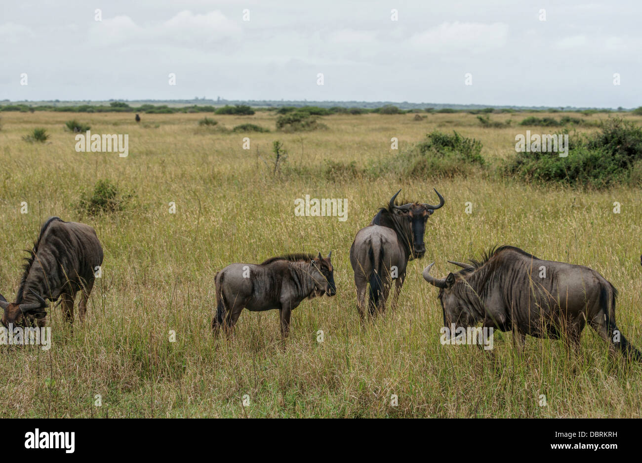 Gnous Connochaetes taurinus Gnu, Afrique du Sud Banque D'Images