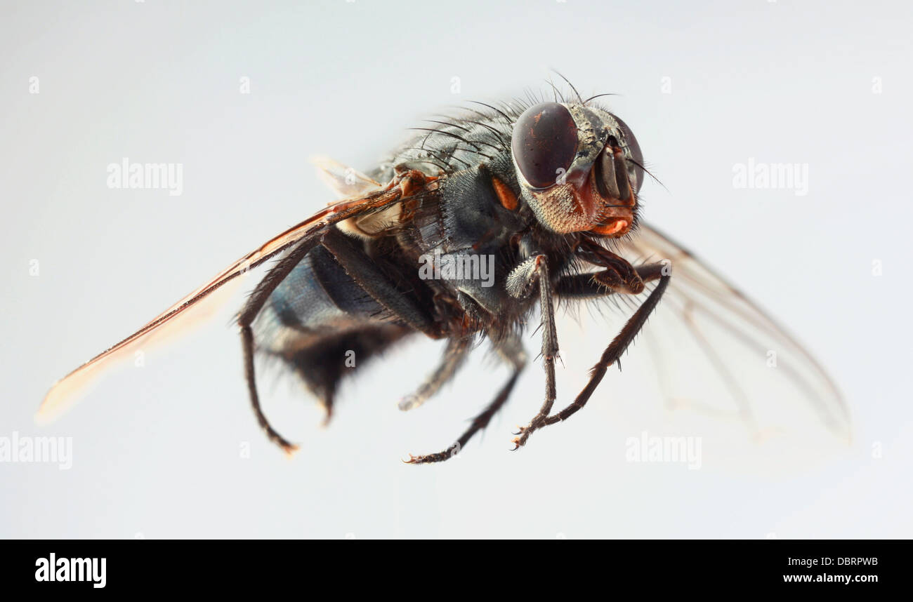 L'analyse macro de mouche domestique Banque D'Images
