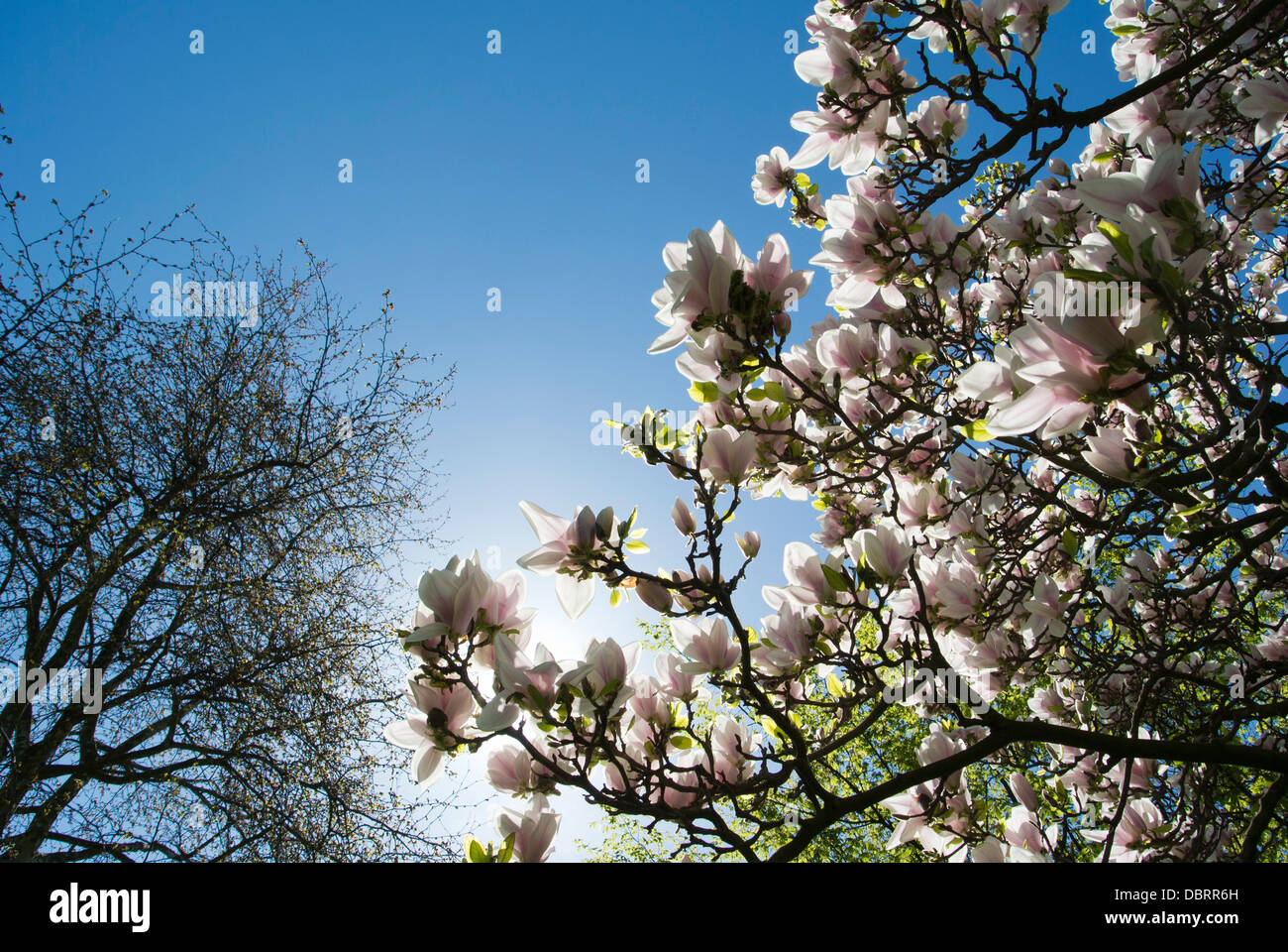 Magnolia arbre sur un ciel bleu jardin Banque D'Images