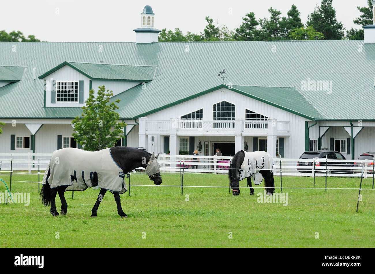 Le pâturage de chevaux de dressage en face de l'embarquement stable. Banque D'Images