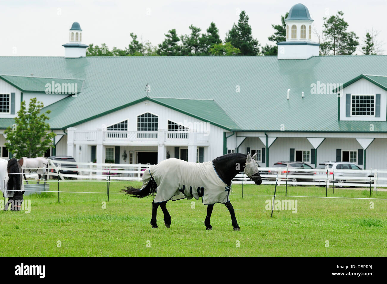 Le pâturage de chevaux de dressage en face de l'embarquement stable. Banque D'Images