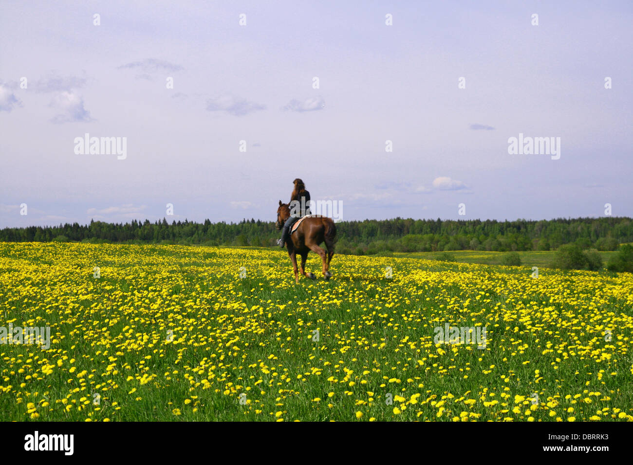 Horse rider dans le champ vert Banque D'Images