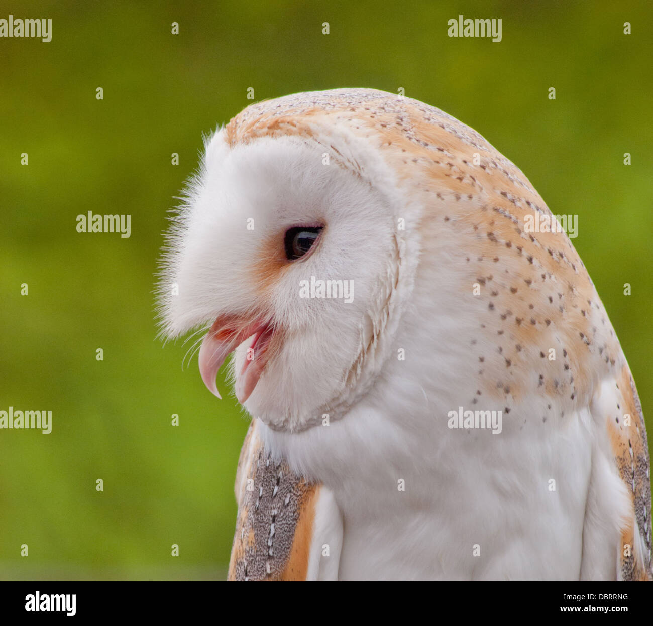 Barn Owl Portrait Banque D'Images