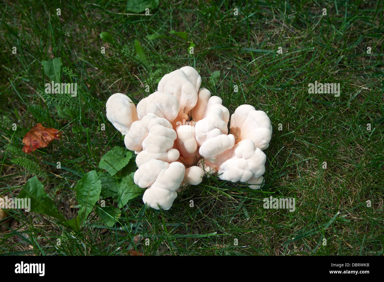 Un poulet aux champignons des bois (cincinnatus :) Banque D'Images