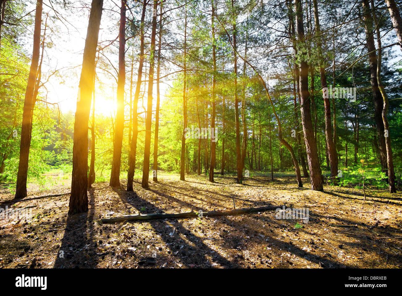 Lever du soleil dans une forêt de pins en été Banque D'Images