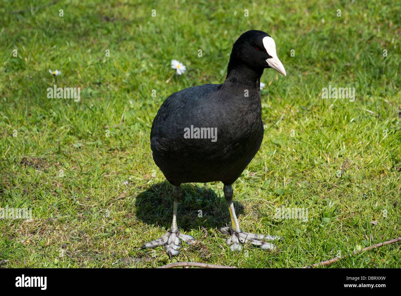 Oiseau noir on Green grass garden Banque D'Images